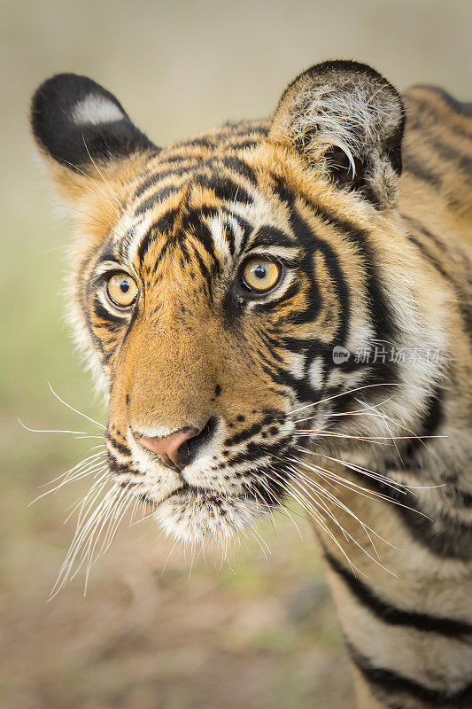 幼年孟加拉虎(Panthera tigris tigris)，野生动物拍摄